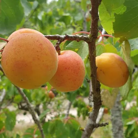 Sondela Self Catering Alpesi faház *