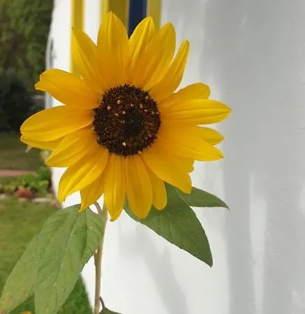 Sondela Self Catering São Martinho do Porto