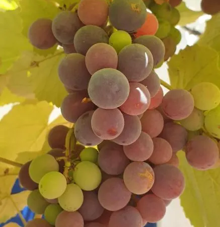 Alpesi faház Sondela Self Catering São Martinho do Porto