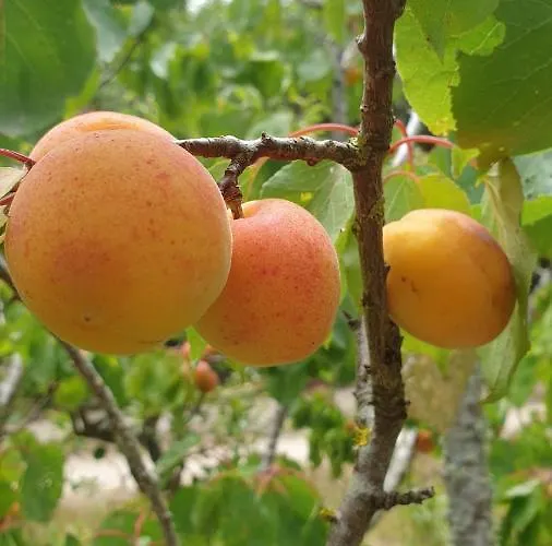 Sondela Self Catering Chalé *