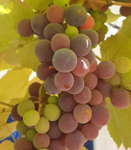 Chalé Sondela Self Catering São Martinho do Porto