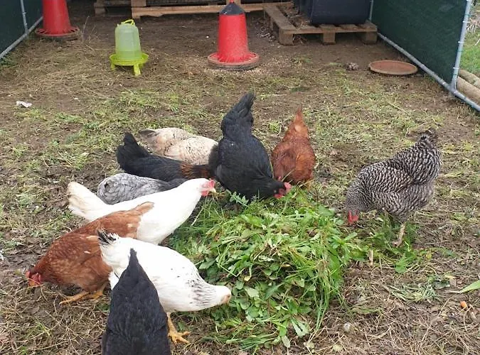 Sondela Self Catering Chalé *